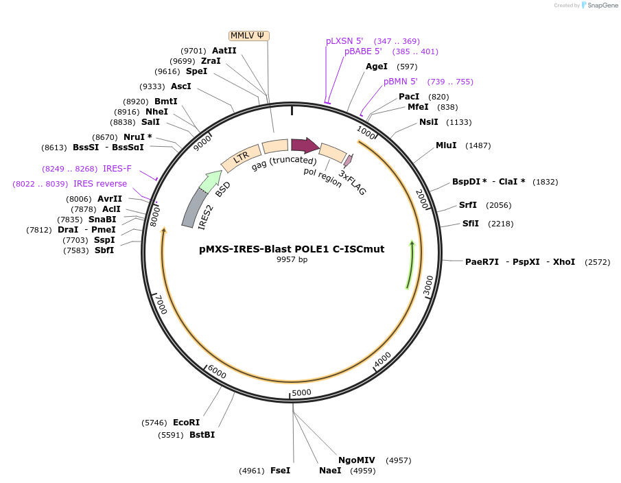 160804-plasmid-map-sequence-id-315820