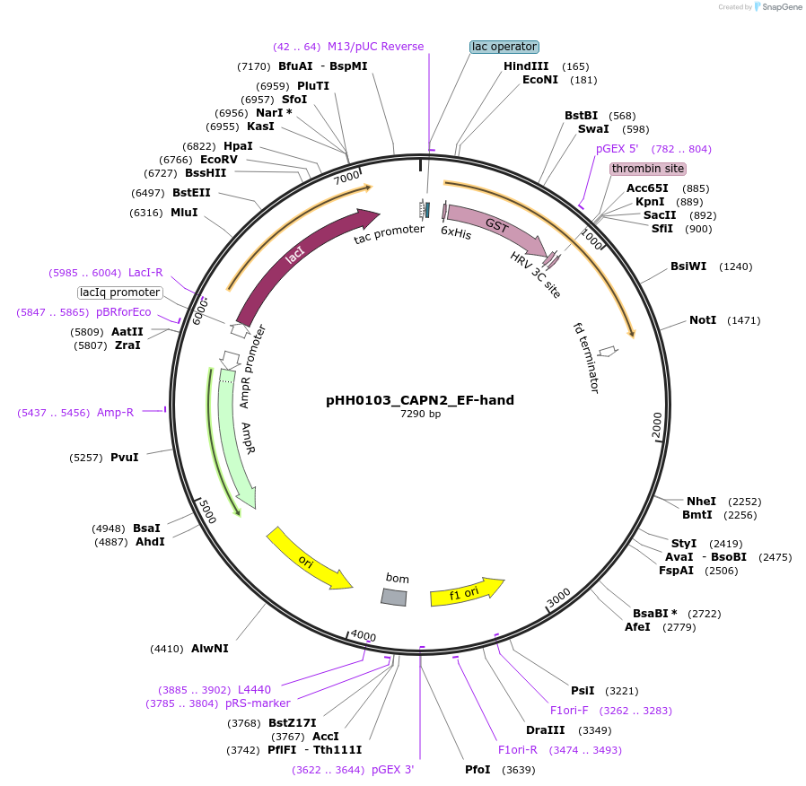 109858-plasmid-map-sequence-id-315898