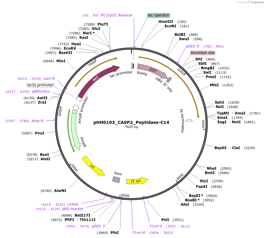 109996-plasmid-map-sequence-id-315904