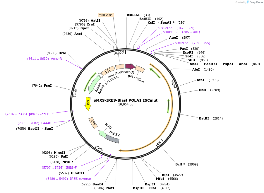 160808-plasmid-map-sequence-id-315907
