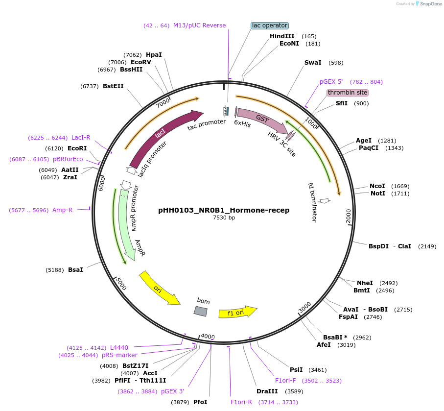 109835-plasmid-map-sequence-id-315908