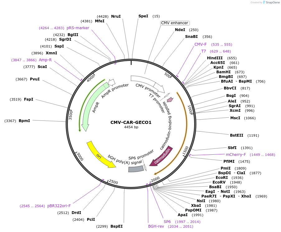 45493-plasmid-map-sequence-id-315961