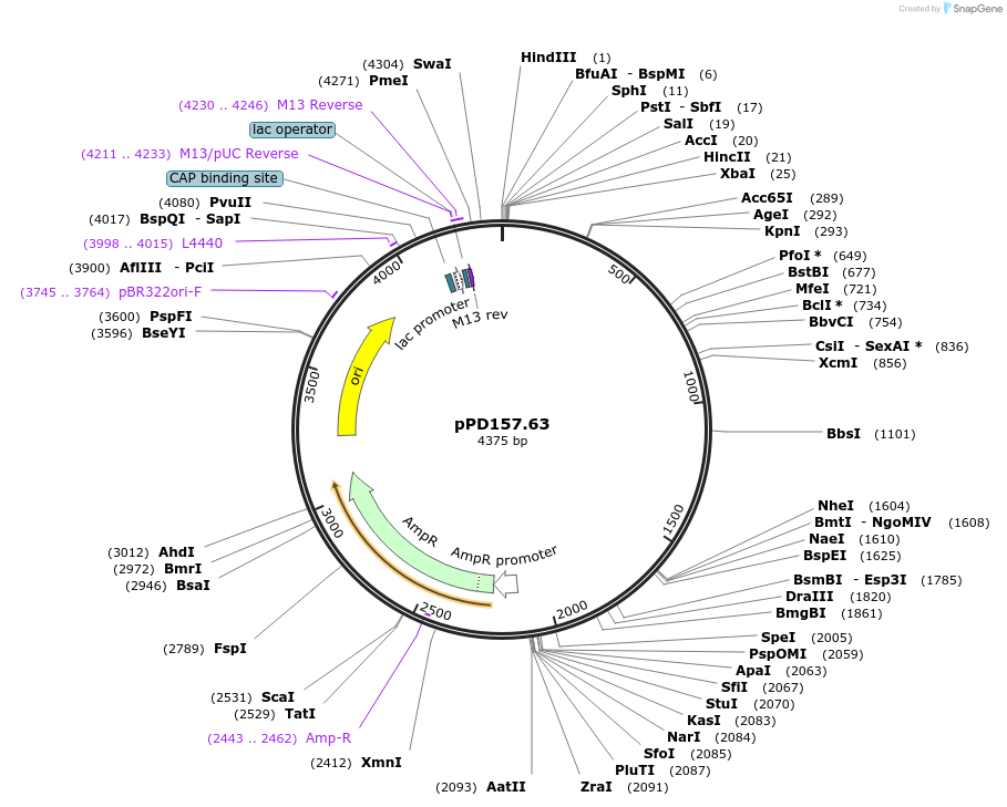 1710-plasmid-map-sequence-id-316