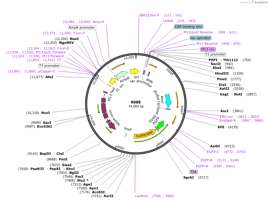 160238-plasmid-map-sequence-id-316005