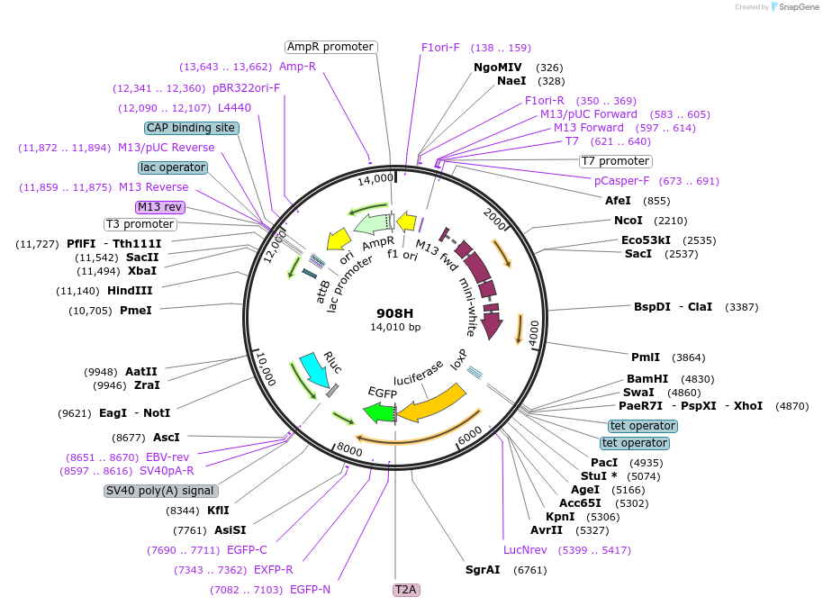 160240-plasmid-map-sequence-id-316017