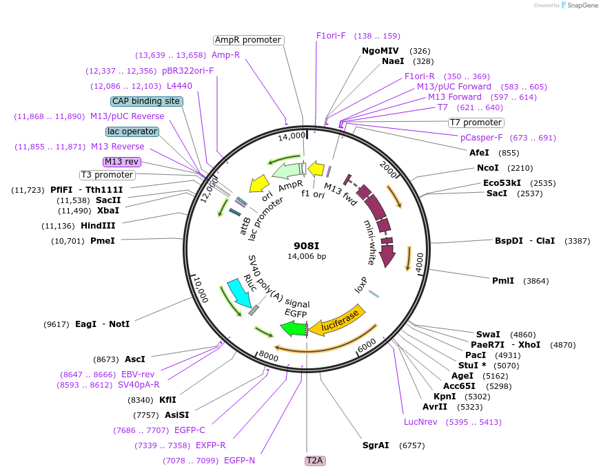 160241-plasmid-map-sequence-id-316029
