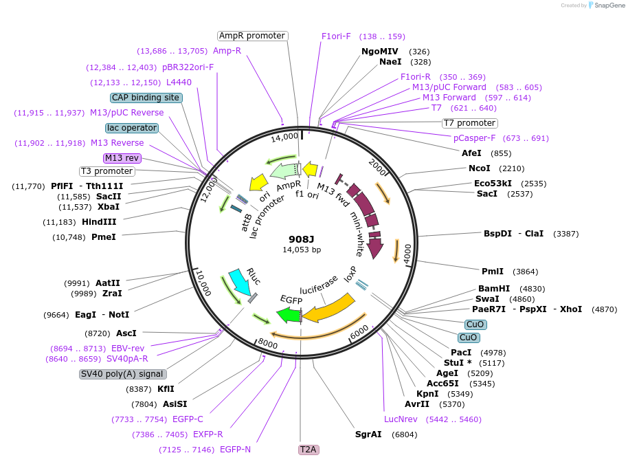 160242-plasmid-map-sequence-id-316030