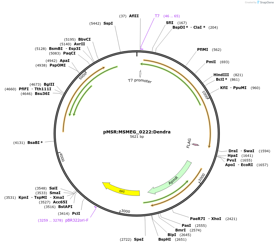 159034-plasmid-map-sequence-id-316084