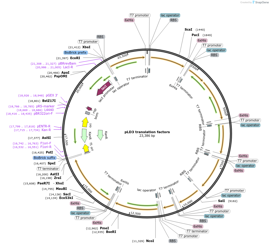 117762-plasmid-map-sequence-id-316088