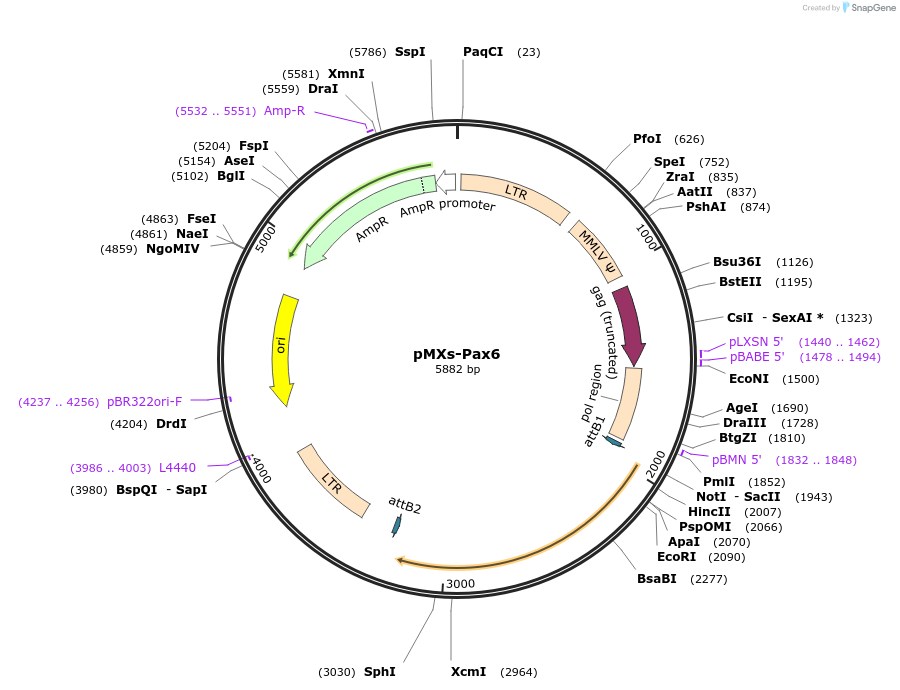 32932-plasmid-map-sequence-id-316100