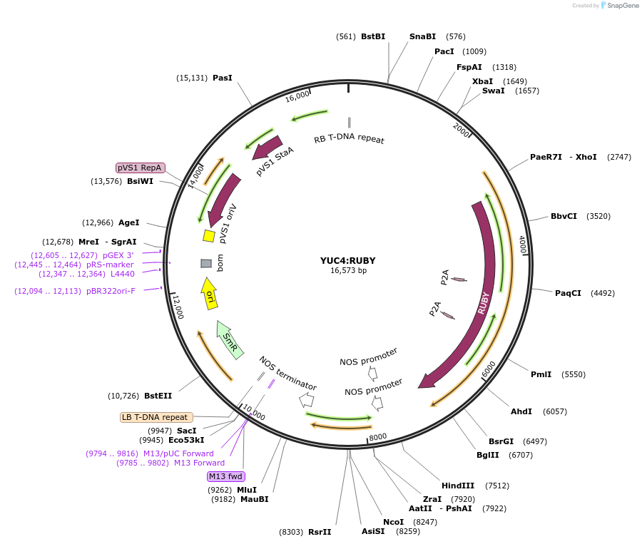 160907-plasmid-map-sequence-id-316104