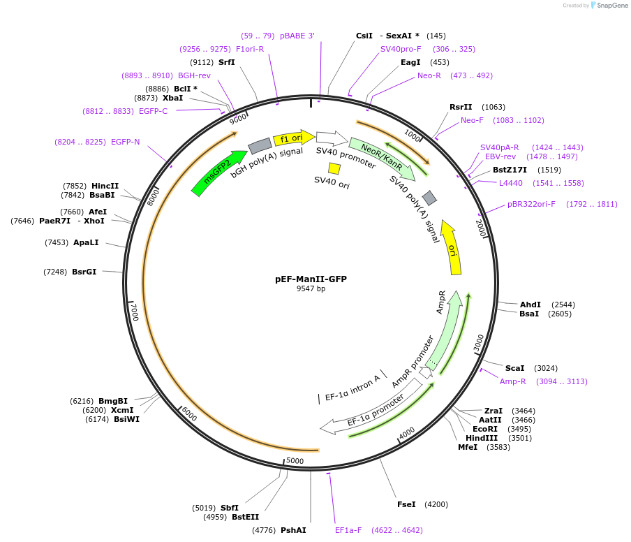 160905-plasmid-map-sequence-id-316106