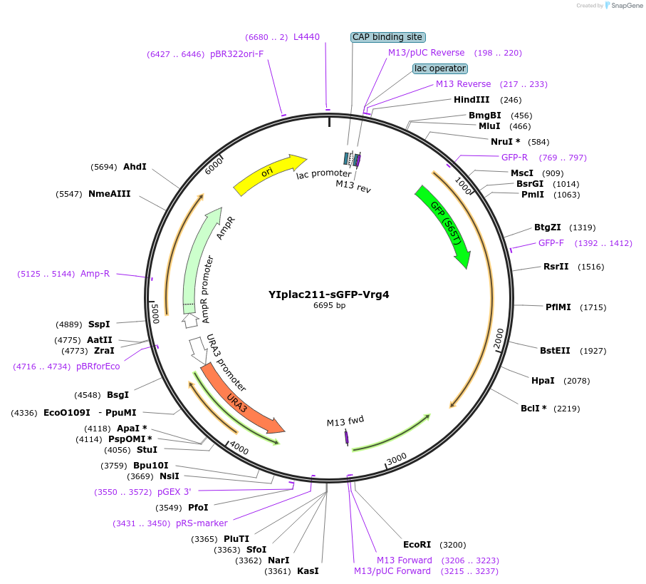 160904-plasmid-map-sequence-id-316107