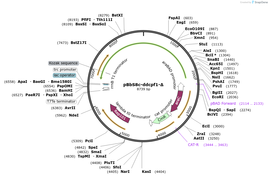 153039-plasmid-map-sequence-id-316111