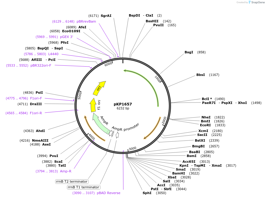 160813-plasmid-map-sequence-id-316113