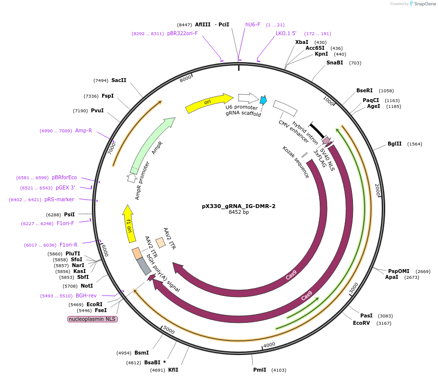 159932-plasmid-map-sequence-id-316114