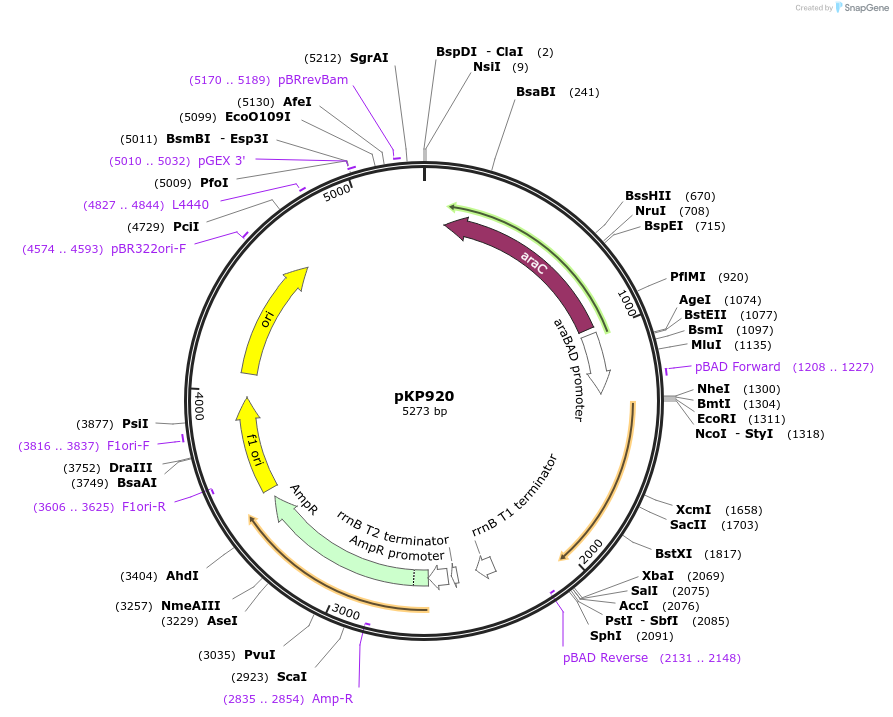 160814-plasmid-map-sequence-id-316115