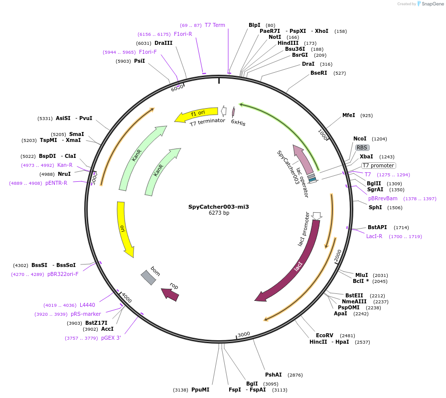 159995-plasmid-map-sequence-id-316166