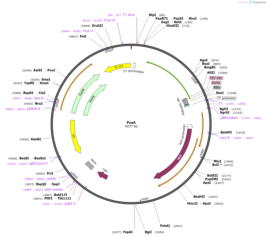 159997-plasmid-map-sequence-id-316167