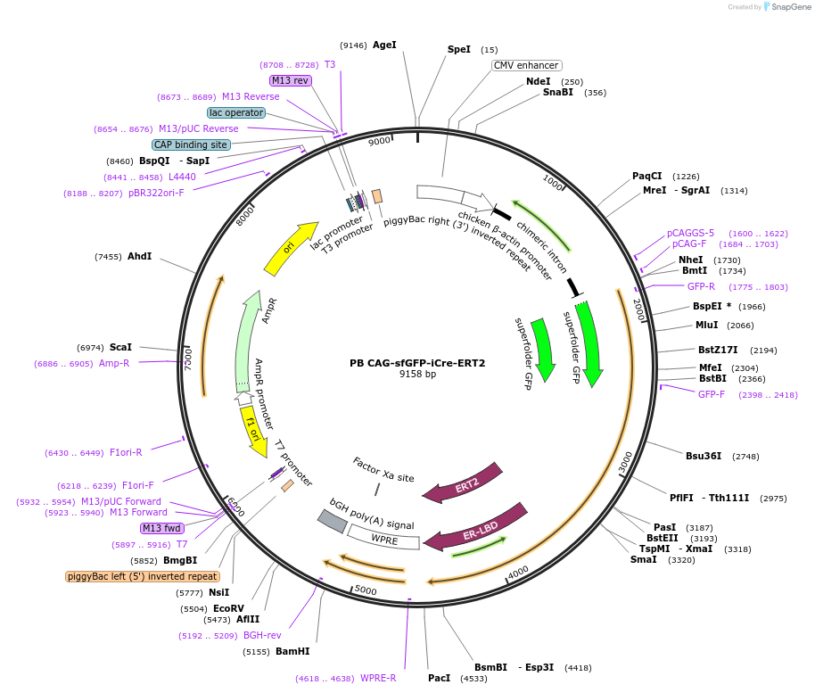 137856-plasmid-map-sequence-id-316180