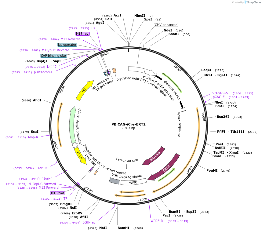 137858-plasmid-map-sequence-id-316182