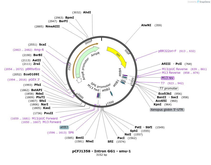 159804-plasmid-map-sequence-id-316190