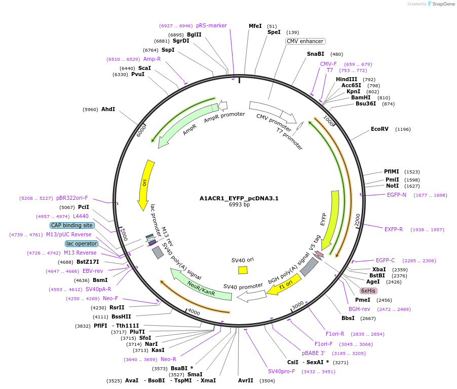 161025-plasmid-map-sequence-id-316214