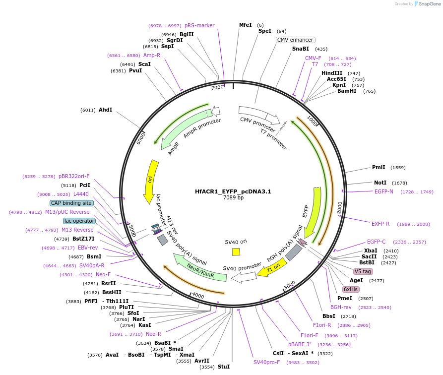 161026-plasmid-map-sequence-id-316215
