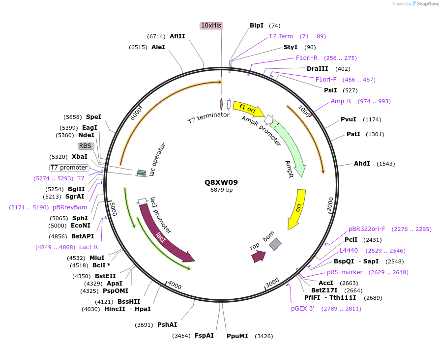 163197-plasmid-map-sequence-id-316267