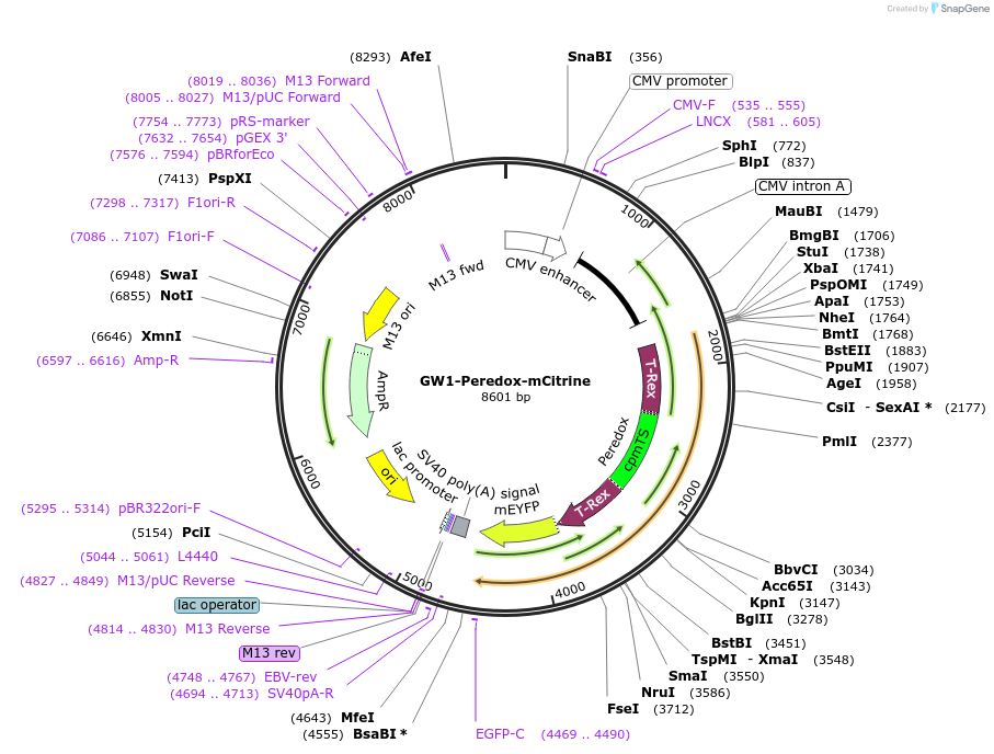 32386-plasmid-map-sequence-id-316477