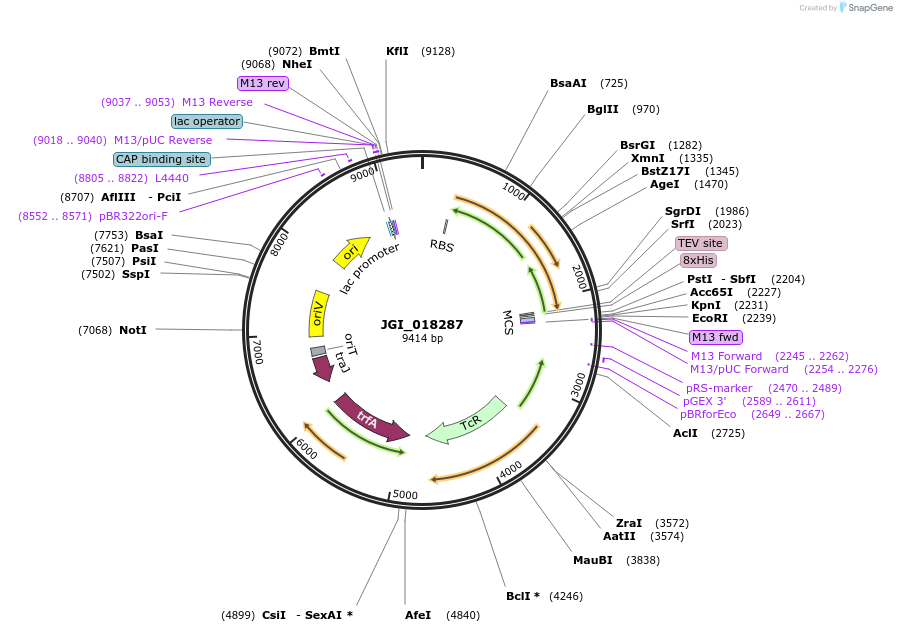 158821-plasmid-map-sequence-id-316481
