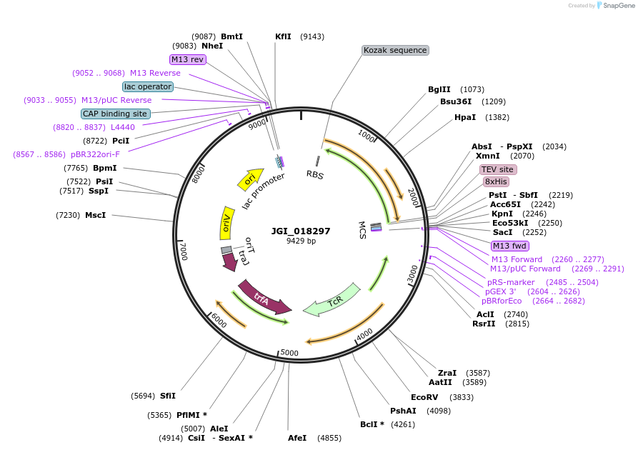158826-plasmid-map-sequence-id-316501