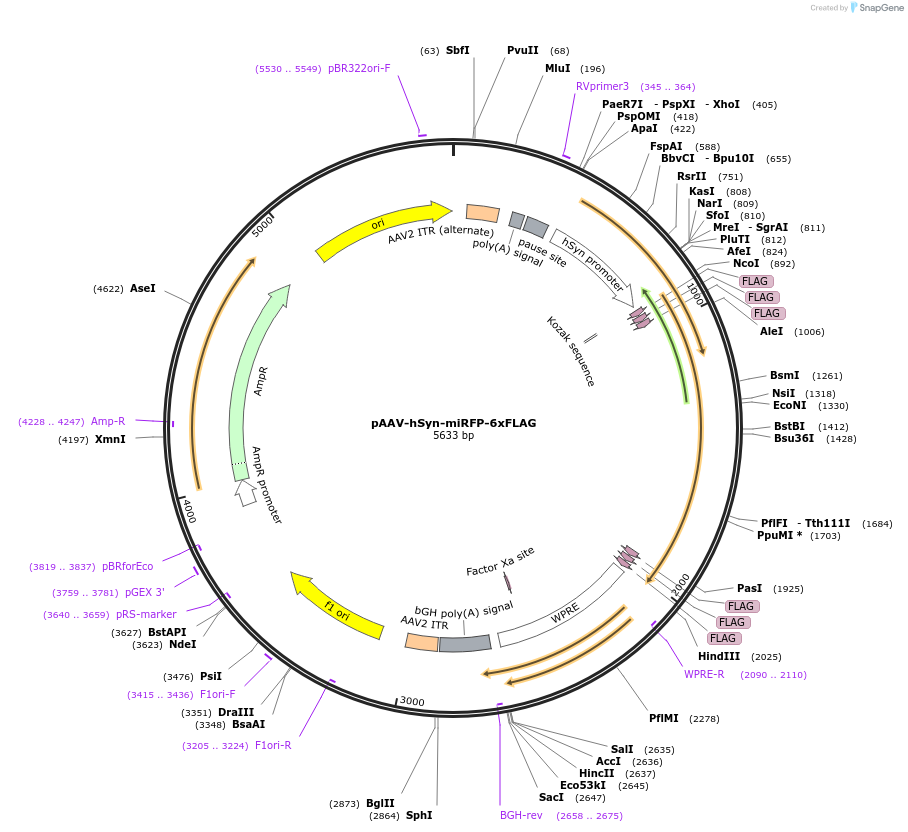 161614-plasmid-map-sequence-id-316521