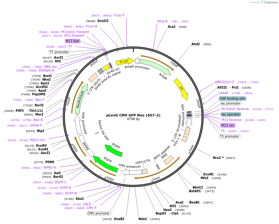 17447-plasmid-map-sequence-id-316531