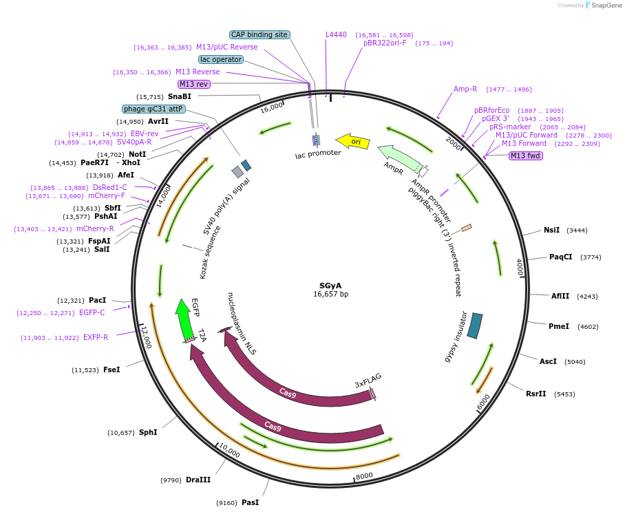 160292-plasmid-map-sequence-id-316542