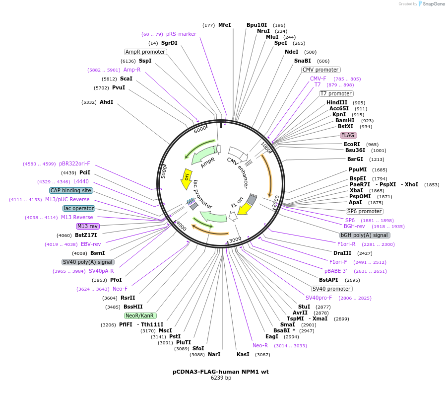 160692-plasmid-map-sequence-id-316554