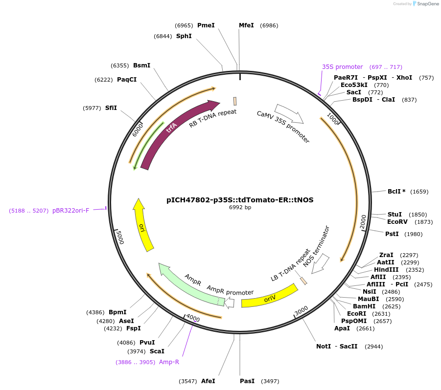 160220-plasmid-map-sequence-id-316582
