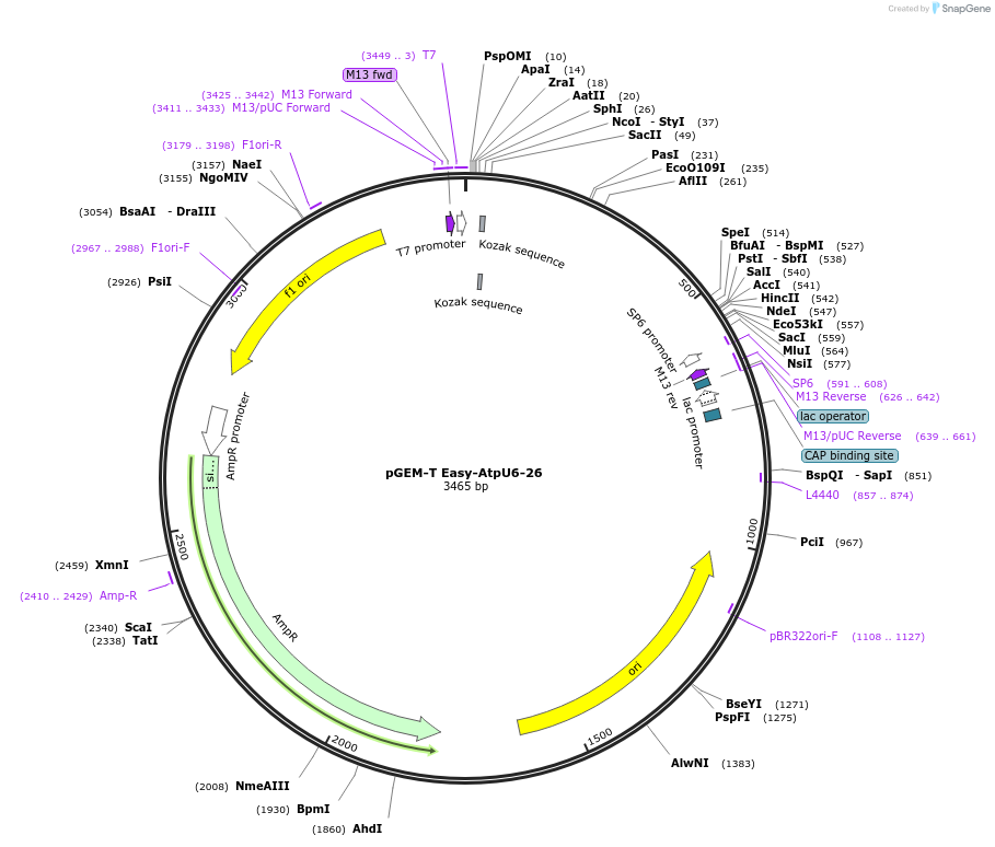 160218-plasmid-map-sequence-id-316585