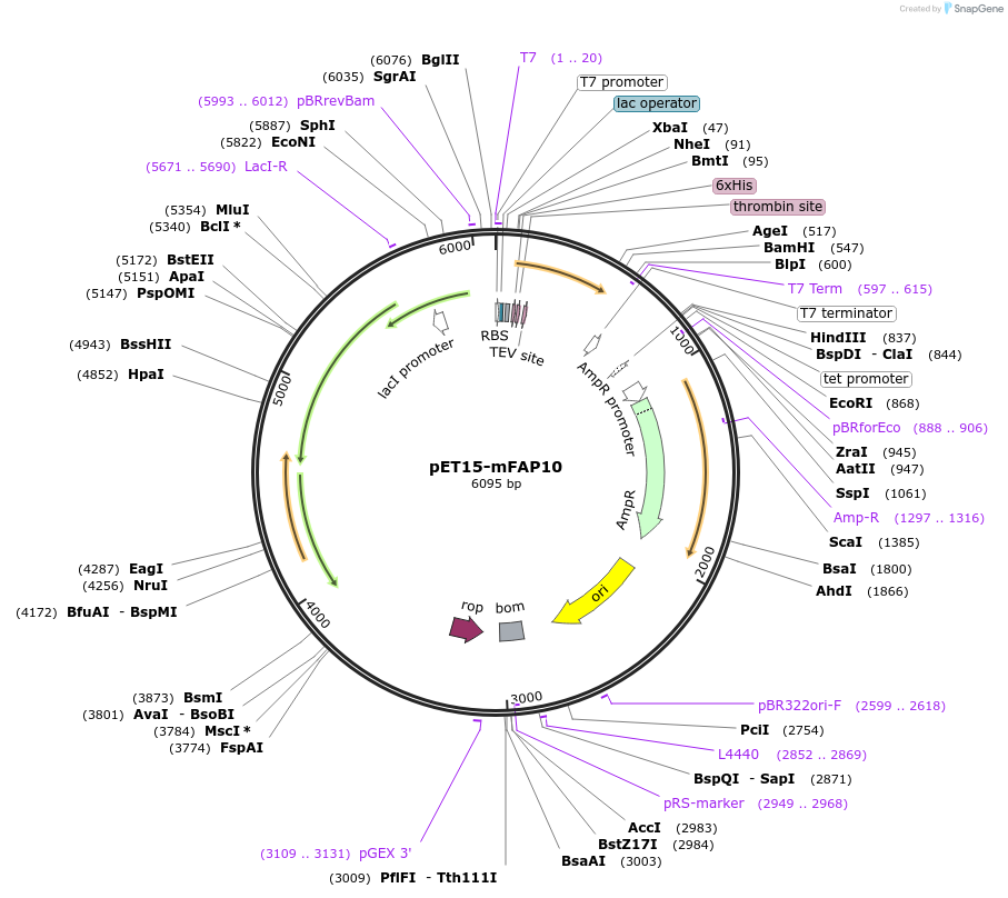 159463-plasmid-map-sequence-id-316643