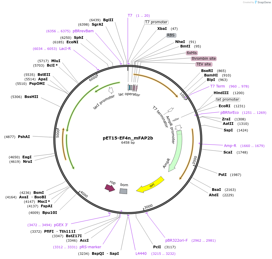 159464-plasmid-map-sequence-id-316655
