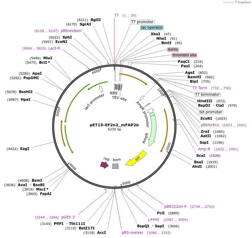 159467-plasmid-map-sequence-id-316656