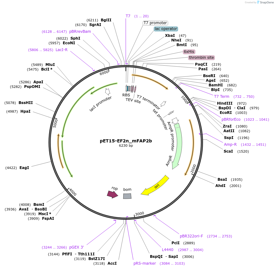 159468-plasmid-map-sequence-id-316657