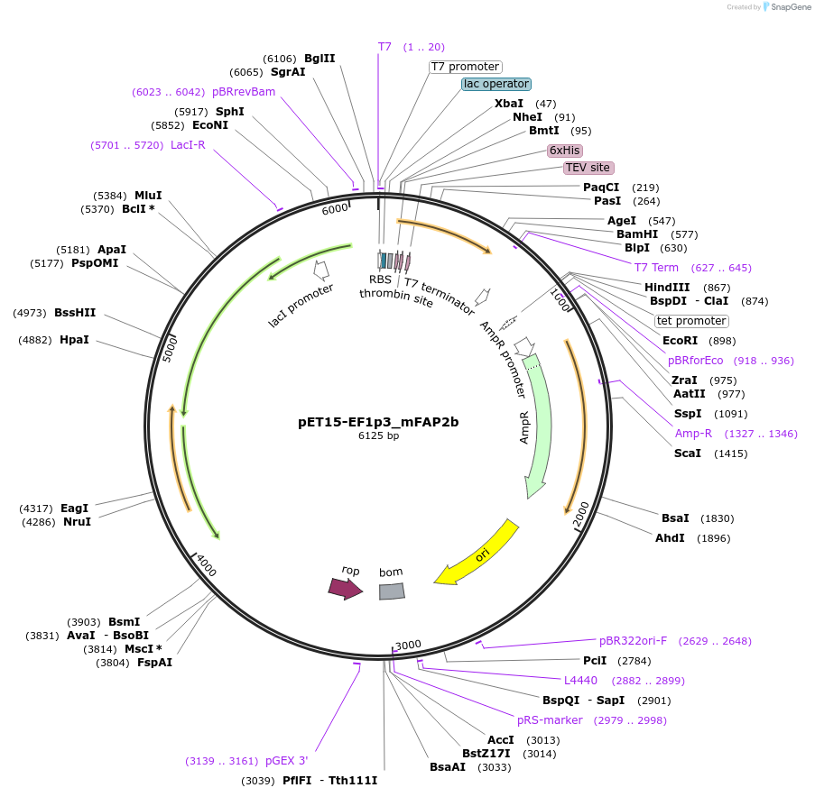 159470-plasmid-map-sequence-id-316659