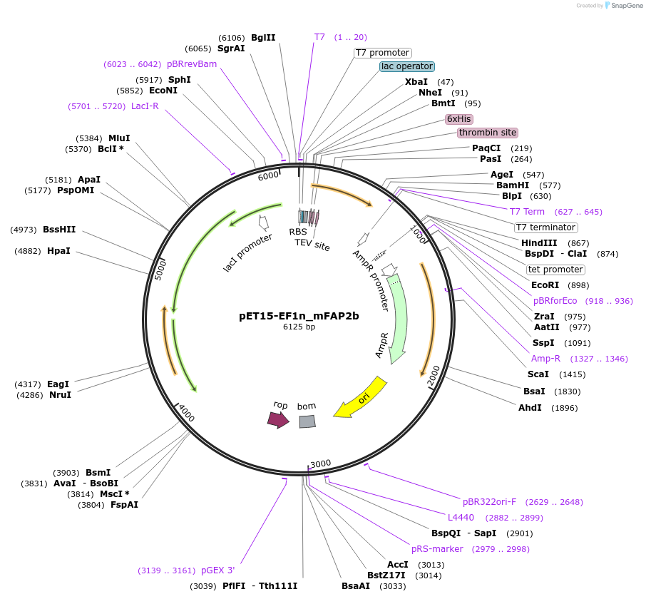 159473-plasmid-map-sequence-id-316660