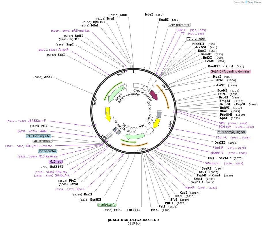 145249-plasmid-map-sequence-id-316700