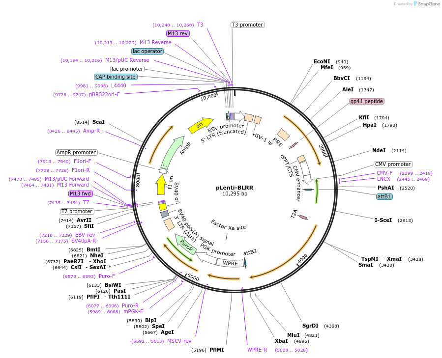 158958-plasmid-map-sequence-id-316701