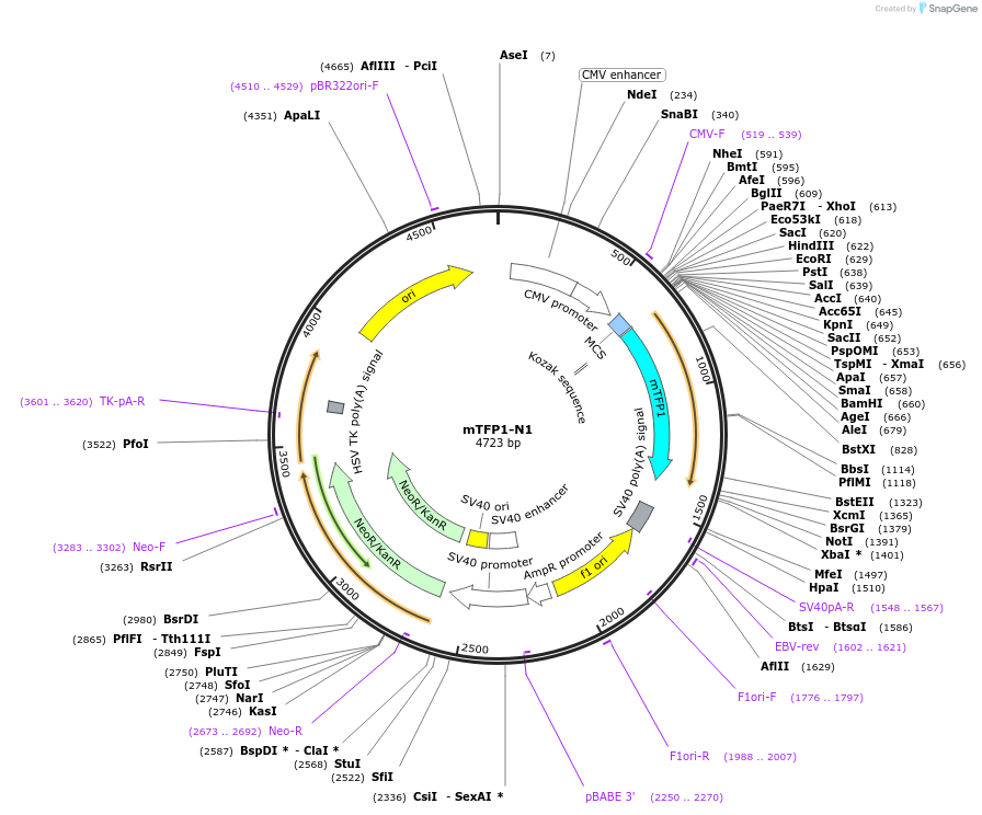 54521-plasmid-map-sequence-id-316736