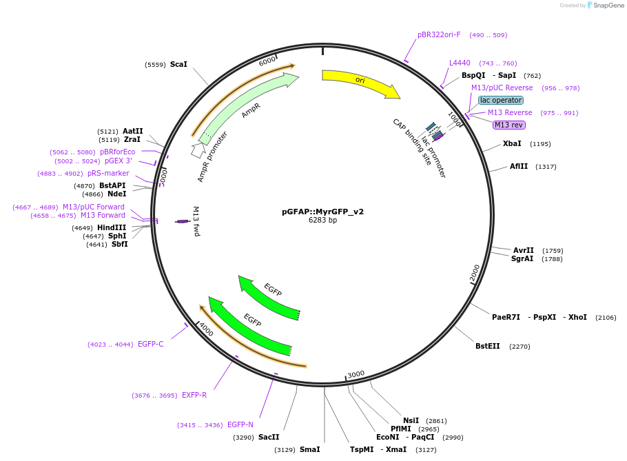 160277-plasmid-map-sequence-id-316755