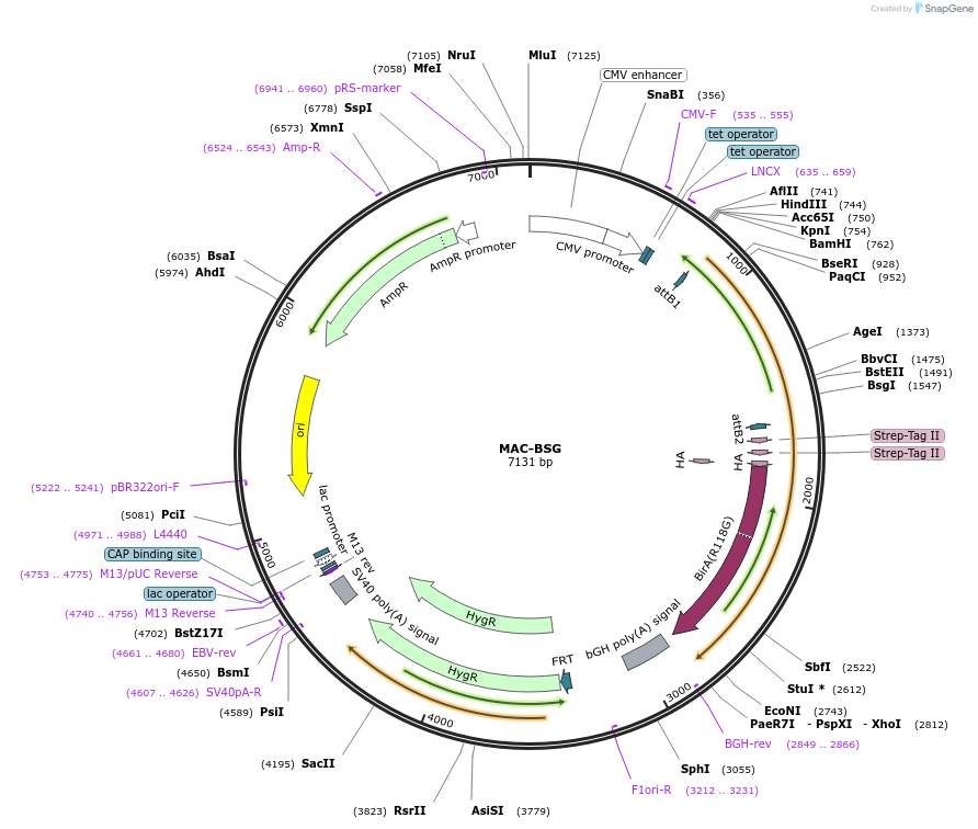158383-plasmid-map-sequence-id-316757