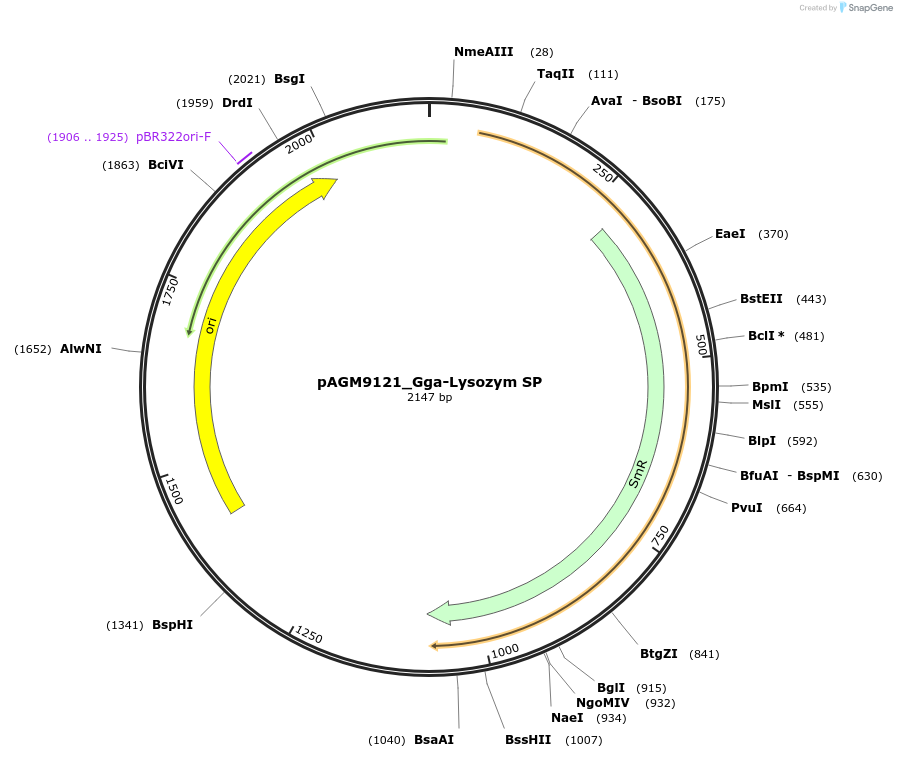 153505-plasmid-map-sequence-id-316760